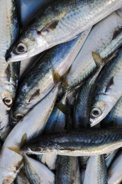 Malta Adası, mackerels (scomber scombrus)