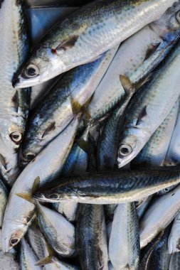 Malta Adası, mackerels (scomber scombrus)