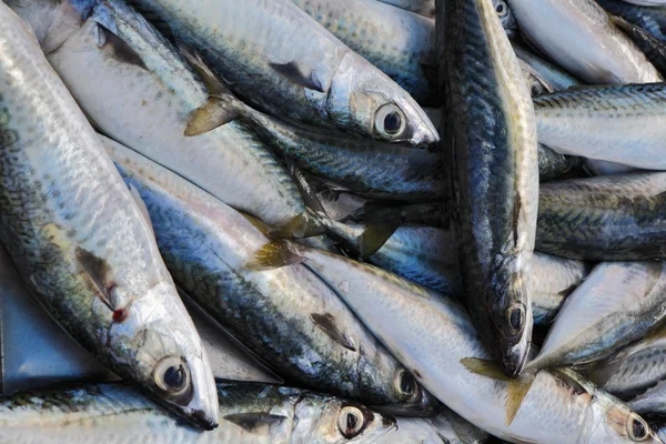 stock image Malta Island, mackerels (Scomber scombrus)