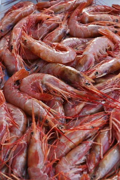 马耳他岛新鲜国王大虾 — 图库照片