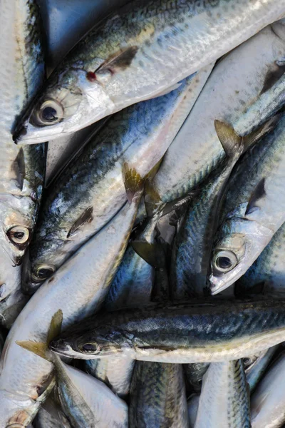 stock image Malta Island, mackerels (Scomber scombrus)