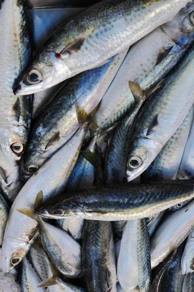 Stock image Malta Island, mackerels (Scomber scombrus)