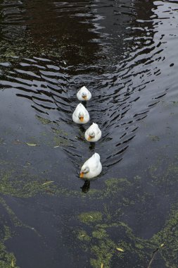 Holland, volendam (amsterdam), bir su kanalı ördekler