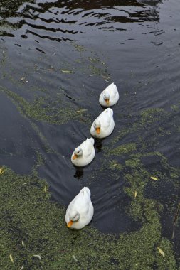 Holland, volendam (amsterdam), bir su kanalı ördekler