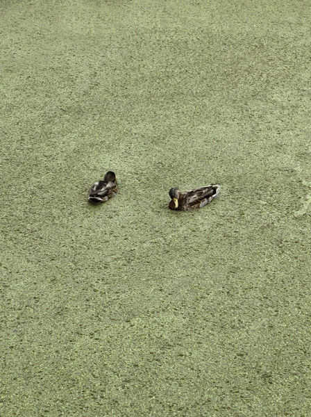 荷兰 （阿姆斯特丹） volendam 鸭在水运河 — 图库照片