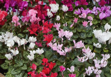 Holland, Amsterdam, Flowers Market, cyclamens for sale clipart