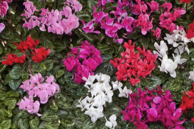 Hollanda, amsterdam, çiçek pazarı, cyclamens Satılık