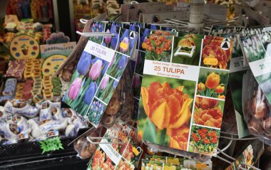 Hollanda, amsterdam, çiçek pazarı, Hollandalı lale soğanı