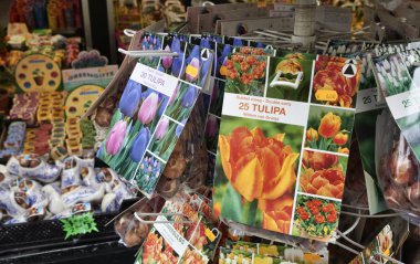 Holland, Amsterdam, Flowers Market, dutch tulips bulbs clipart