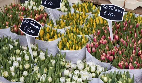 stock image Holland, Amsterdam, Flowers Market, dutch tulips for sale