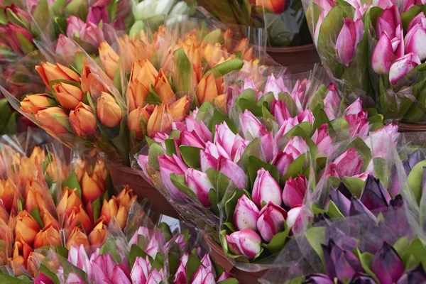 Holanda, Amsterdam, Mercado de flores, tulipanes holandeses en venta — Foto de Stock