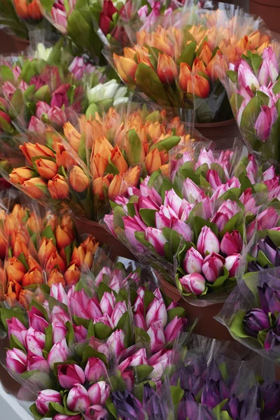 Holland, amsterdam, blommor marknaden, holländska tulpaner till salu — Stockfoto