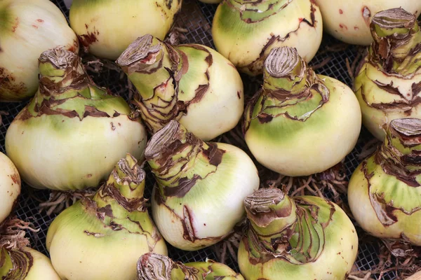 Hollanda, amsterdam, çiçek pazarı, belladonna zambak soğanı