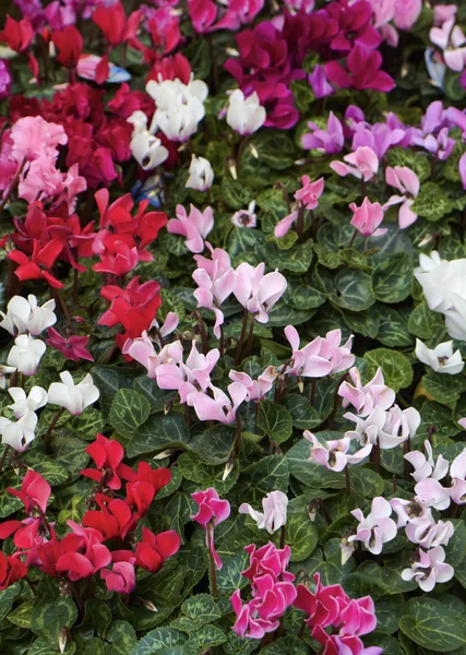 Hollanda, amsterdam, çiçek pazarı, cyclamens Satılık — Stok fotoğraf