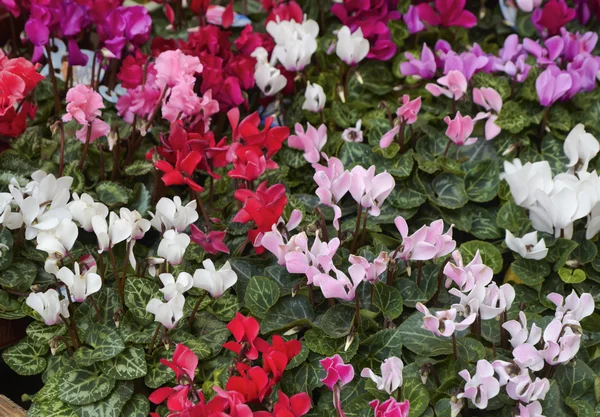 Holland, Amsterdam, Flowers Market, cyclamens for sale — Stock Photo, Image