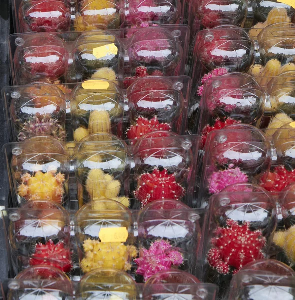 Holanda, Amsterdam, Mercado de flores, plantas de cactus en venta —  Fotos de Stock