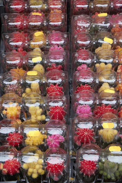 Holanda, Amsterdam, Mercado de flores, plantas de cactus en venta —  Fotos de Stock