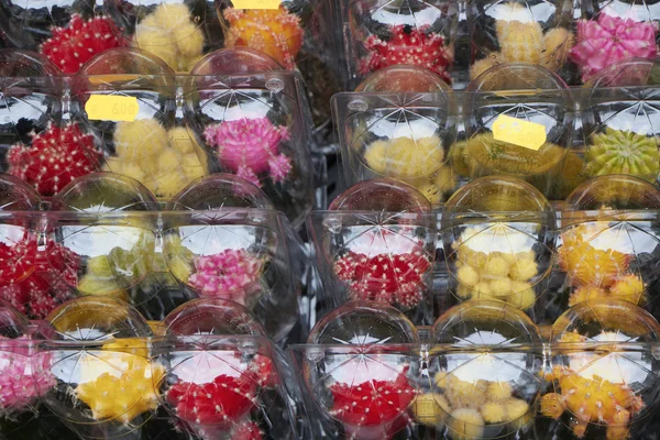 Holland, Amsterdam, Mercado de Flores, plantas de cacto para venda — Fotografia de Stock