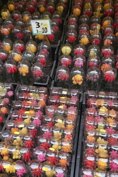 荷兰，阿姆斯特丹，鲜花市场，出售仙人掌植物 — 图库照片