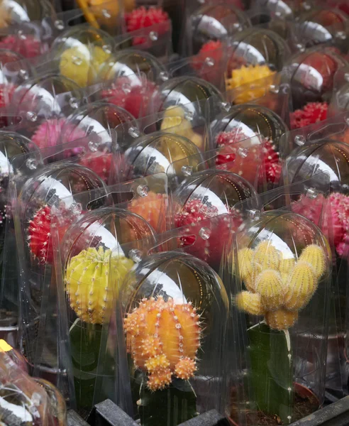 Holanda, Amsterdam, Mercado de flores, plantas de cactus en venta — Foto de Stock
