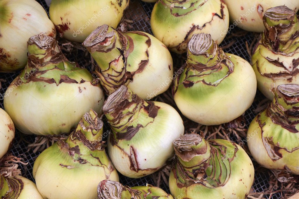 Holland, Amsterdam, Flowers Market, Belladonna Lily bulbs Stock Photo ...