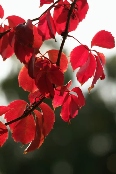 Italy, countryside, autumn leaves (Scaphoideus titanus) — Stock Photo, Image