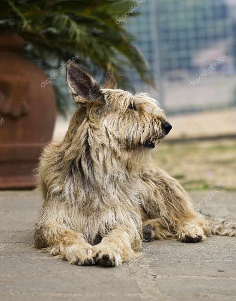 Italien, berger picard hund Stockfotografie lizenzfreie Fotos