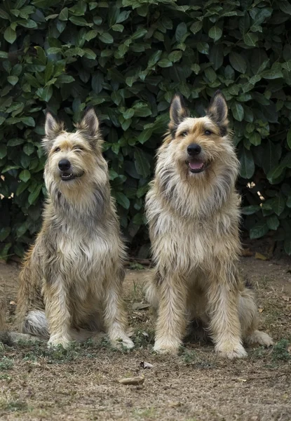 Italia, Berger picard perros sentados —  Fotos de Stock
