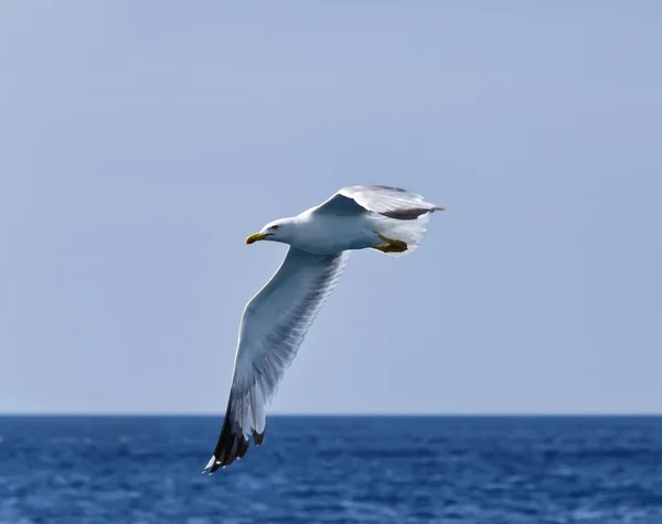 Италия, Тоскана, остров Эльба, летающая чайка — стоковое фото