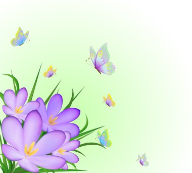 Crocus and flying butterflies clipart