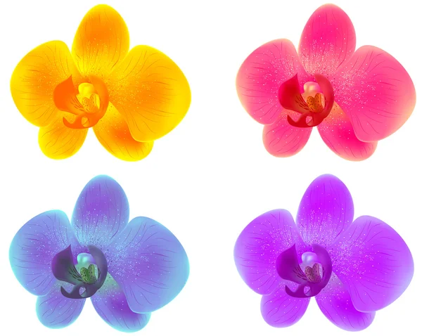 Orkide — Stok Vektör
