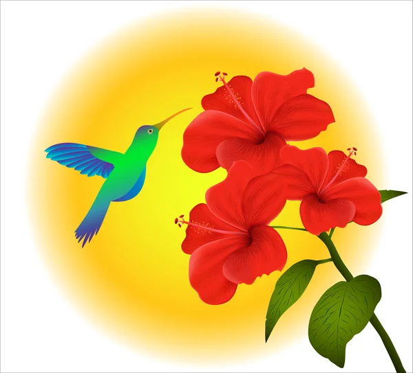 Hibiscus et colibri — Image vectorielle