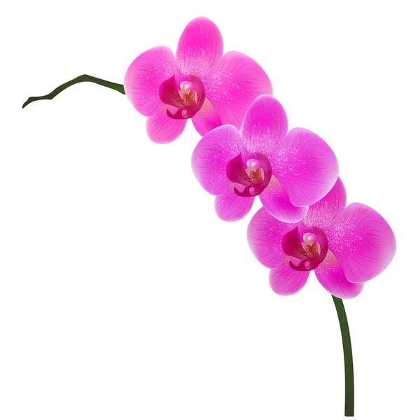 Orchidea — Stock Vector