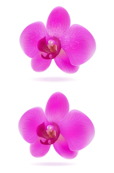 Orchideen — Stockvektor