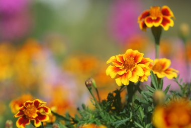 Tagetes çiçek