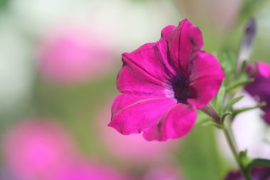 Petunia flower clipart