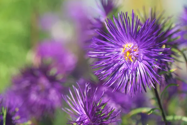 Asters — Stock Photo, Image