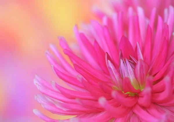 ピンクのダリア — ストック写真