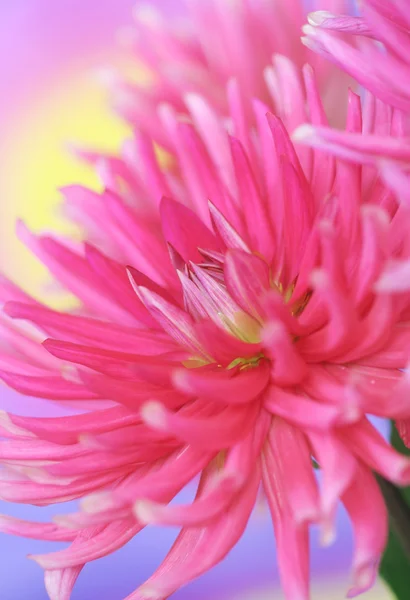Fleur de dahlia rose — Photo