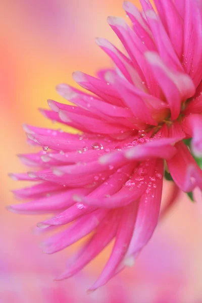 Dahlia blomma — Stockfoto