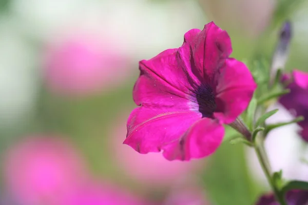 Petunie kwiat — Zdjęcie stockowe