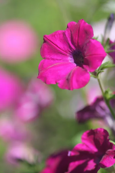 Petunienblüte — Stockfoto