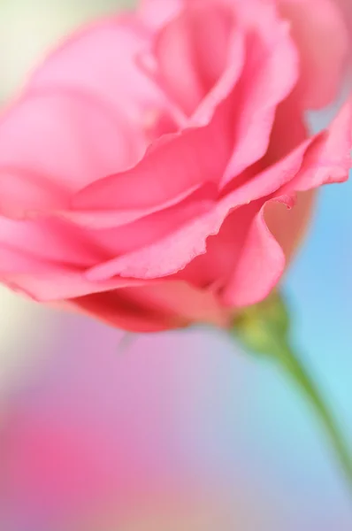 Fleur de Lisianthus — Photo
