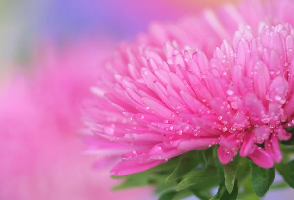 粉红色翠菊 — 图库照片