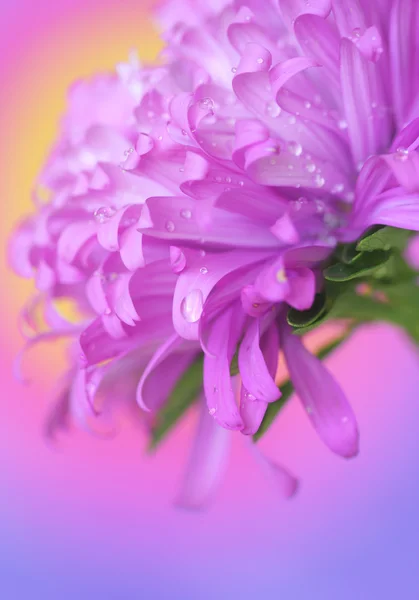 Liliowy aster — Zdjęcie stockowe