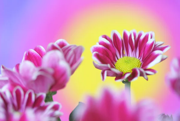 Flor de crisântemo — Fotografia de Stock