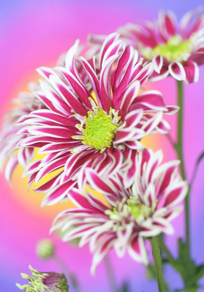 Fiori di crisantemo — Foto Stock