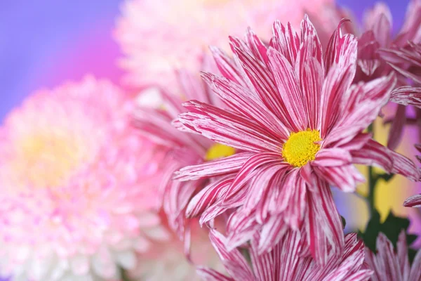 Цветок Хризантемы — стоковое фото