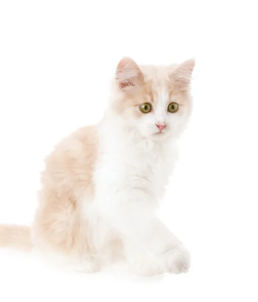 Μικρή γάτα σε λευκό φόντο — Φωτογραφία Αρχείου