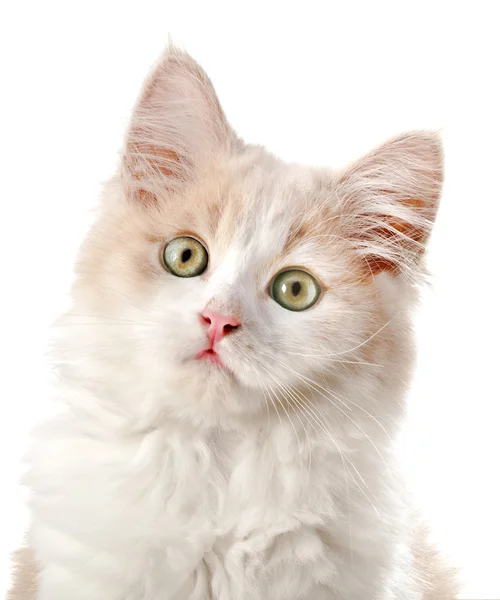 Pequeno gato em um fundo branco — Fotografia de Stock